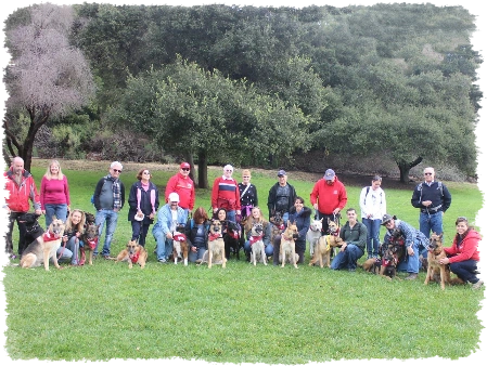 German Shepherds of the Bay Area Pack Walk